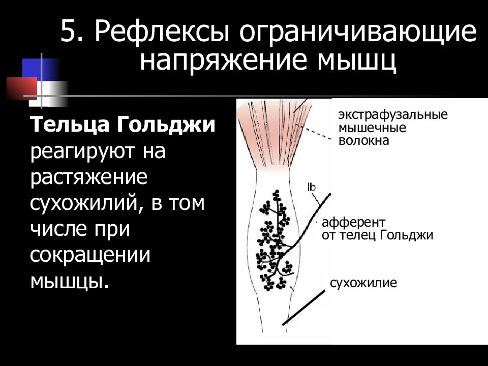 Повышенное напряжение мышц. Рефлексы ограничивающие напряжение мышц. Рефлекс напряжения мышцы. Экстрафузальные мышечные волокна. Напряжение мышечного волокна это