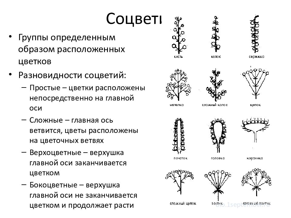 Виды соцветий