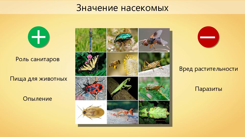 Растения выполняют роль санитаров. Питание насекомых. Роль насекомых в природе. Значение насекомых. Значение насекомых насекомых.