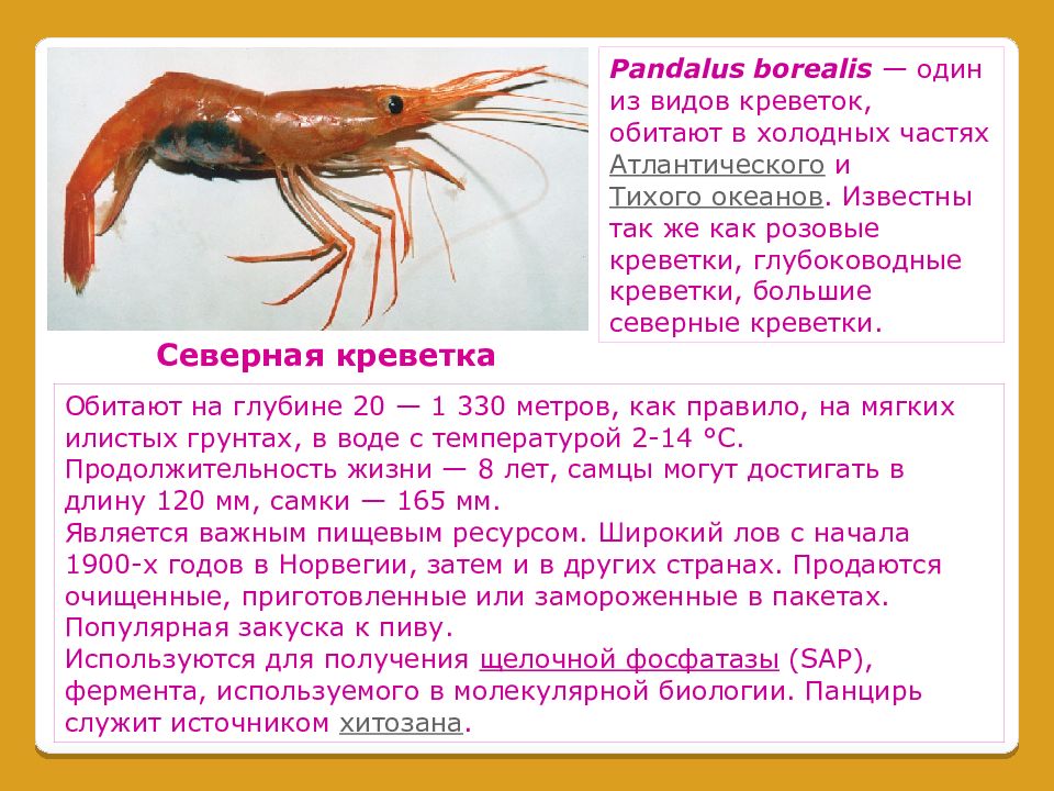 Какой тип питания характерен для японской креветки. Pandalus Borealis креветка. Северная креветка Pandalus Borealis. Креветки презентация. Доклад о креветках.