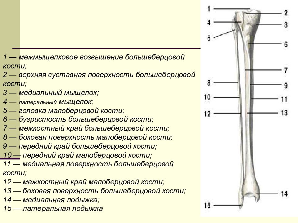 Латеральный мыщелок большеберцовой. Перелом проксимального отдела большеберцовой кости. Проксимальный эпифиз малоберцовой кости. Медиальная лодыжка большеберцовой кости. Метафиз берцовой кости.