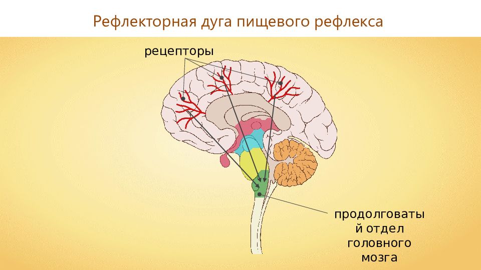 Самый маленький отдел головного мозга. Рефлекторная дуга головной мозг.