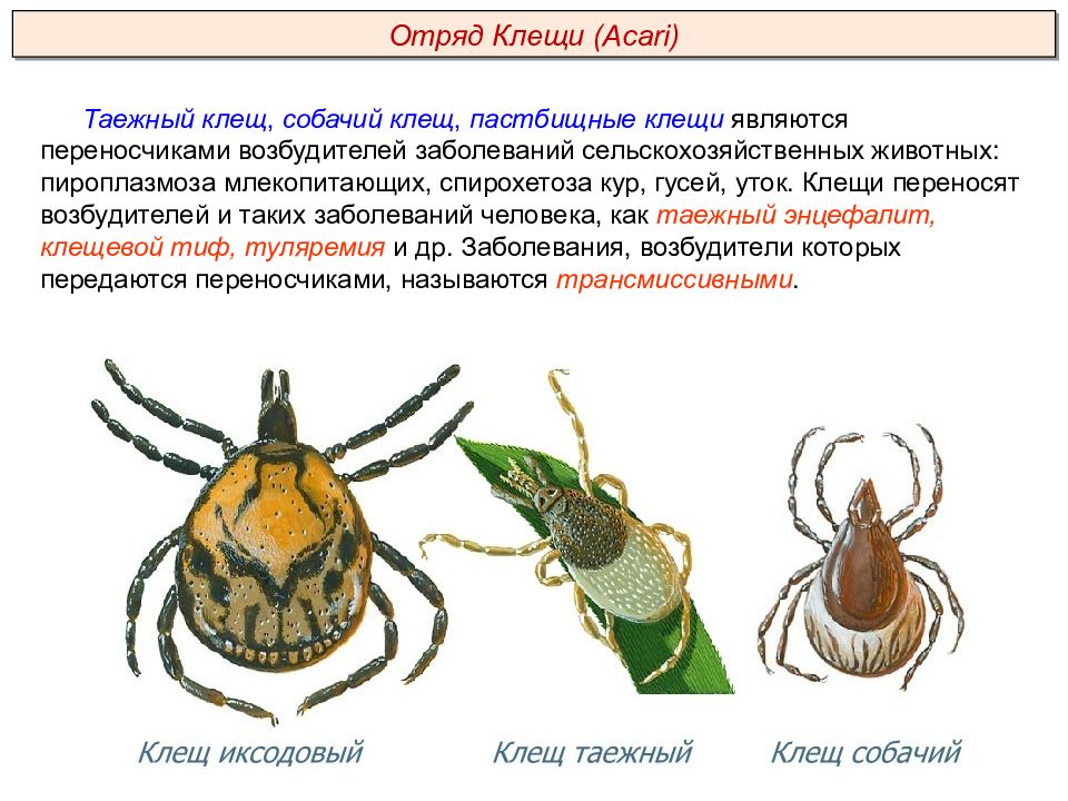 Класс паукообразные презентация пименов