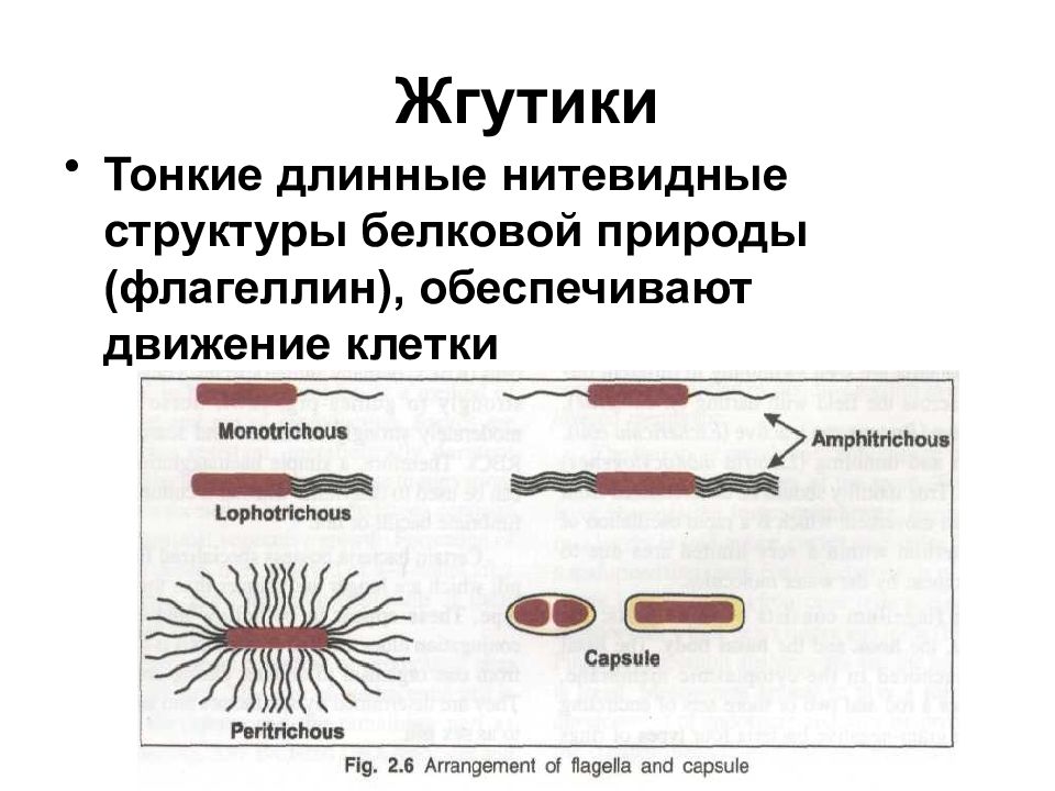 Жгутики это