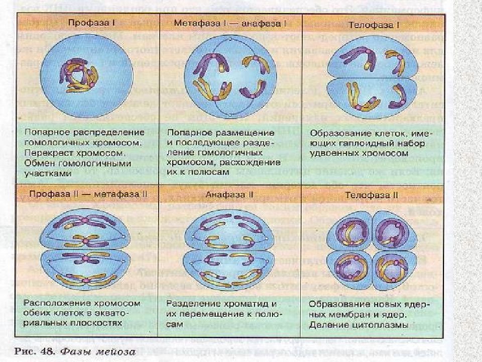 Стадии мейоза рисунки. Митоз профаза метафаза анафаза телофаза. Плакат на тему митоз деление клетки. Фазы митоза плакат. Мейоз 1 и мейоз 2 таблица.