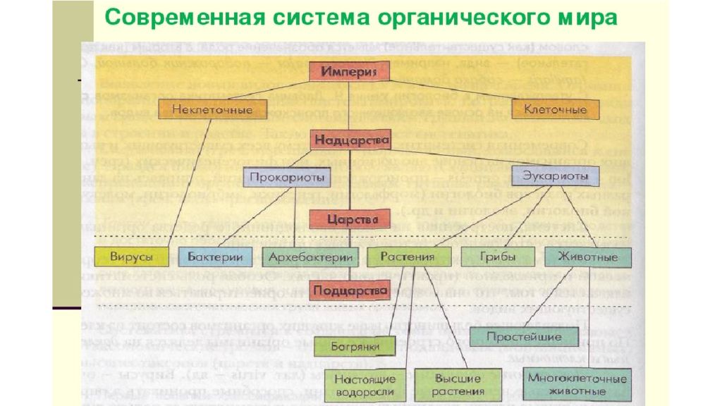 Система живых организмов на земле схема