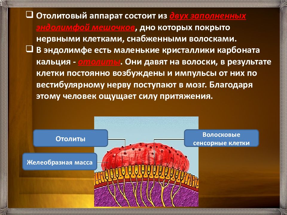 Отолитовая мембрана. Рецепторы отолитового аппарата. Рецепторы отолитового аппарата реагируют на. Строение отолитового рецептора. Отолитовый Рецептор строение