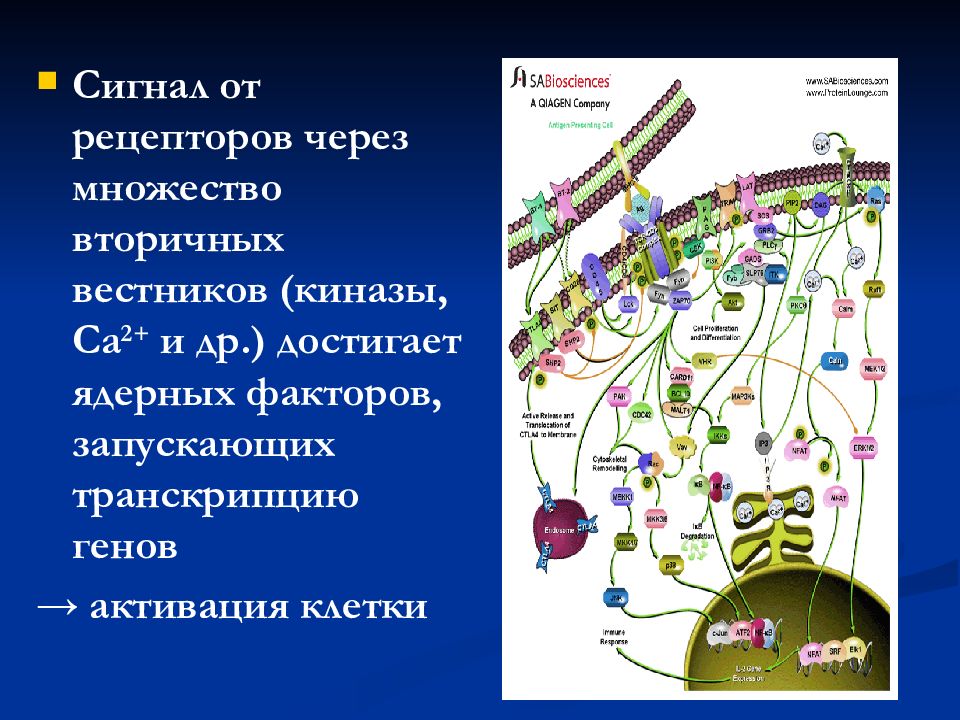 Клеточное звено иммунитета. Активация транскрипции генов. Рецепторы иммунных клеток. Клеточный иммунный ответ.