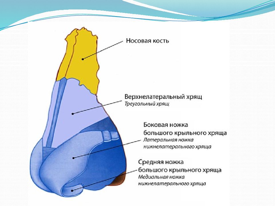 Хрящи в носу схема