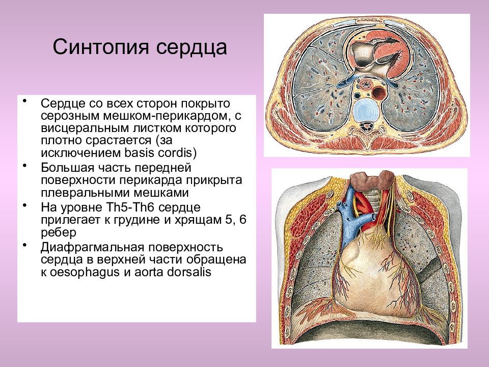 Синтопия это. Сердце висцеральный перикард. Париетальный и висцеральный листки перикарда. Синтопия сердца человека.