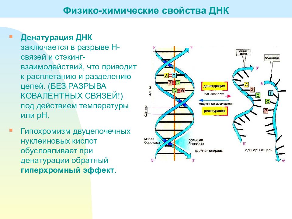 Биологические свойства рнк. Физико-химические и биологические свойства РНК И ДНК. Физико химические и биологические свойства ДНК. Физико-химический состав ДНК. ДНК строение химические свойства.