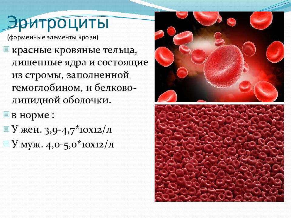 Элементы крови содержащие гемоглобин. Форменные элементы крови эритроциты и гемоглобин. Из чего состоят эритроциты крови. Эритроцит состоит из. Из чего состоит эритроцит.