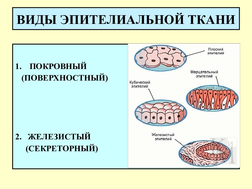 Рисунки эпителиальной ткани человека