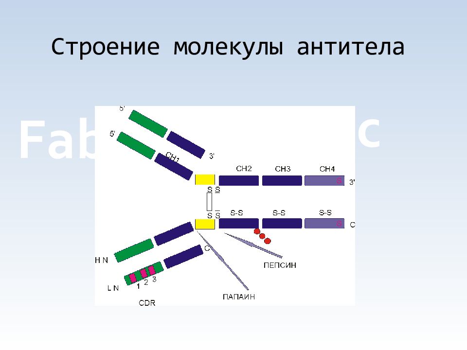 Иммунитет антитела презентация