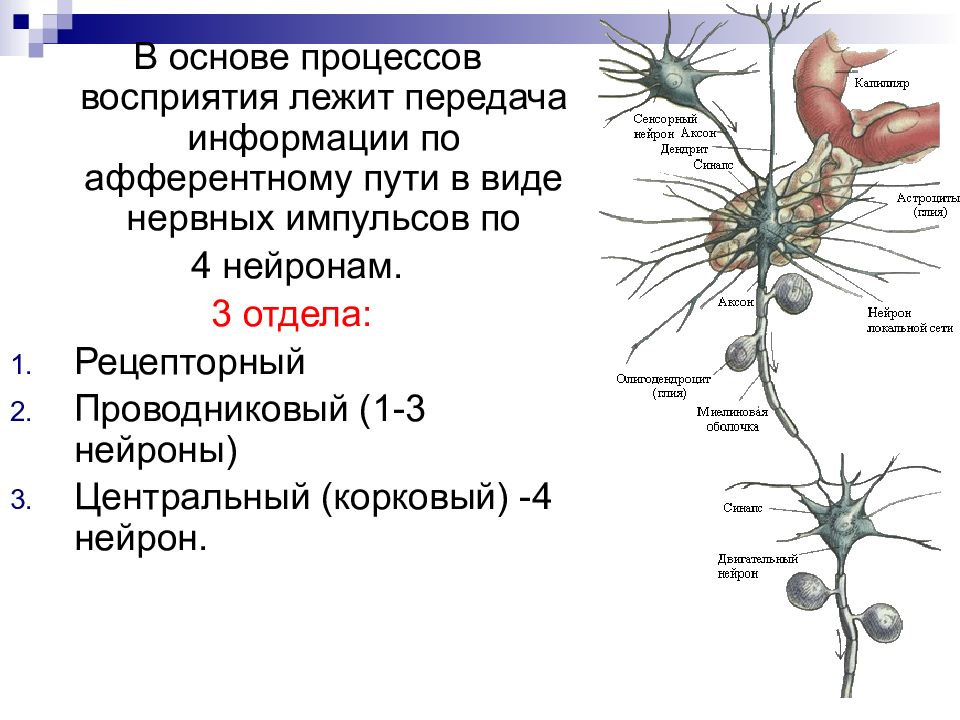 Передача нервного импульса с нейрона. Магний в передаче нервных импульсов. Передача нервного импульса. Процесс восприятия лежит в основе. Центральный Нейрон.