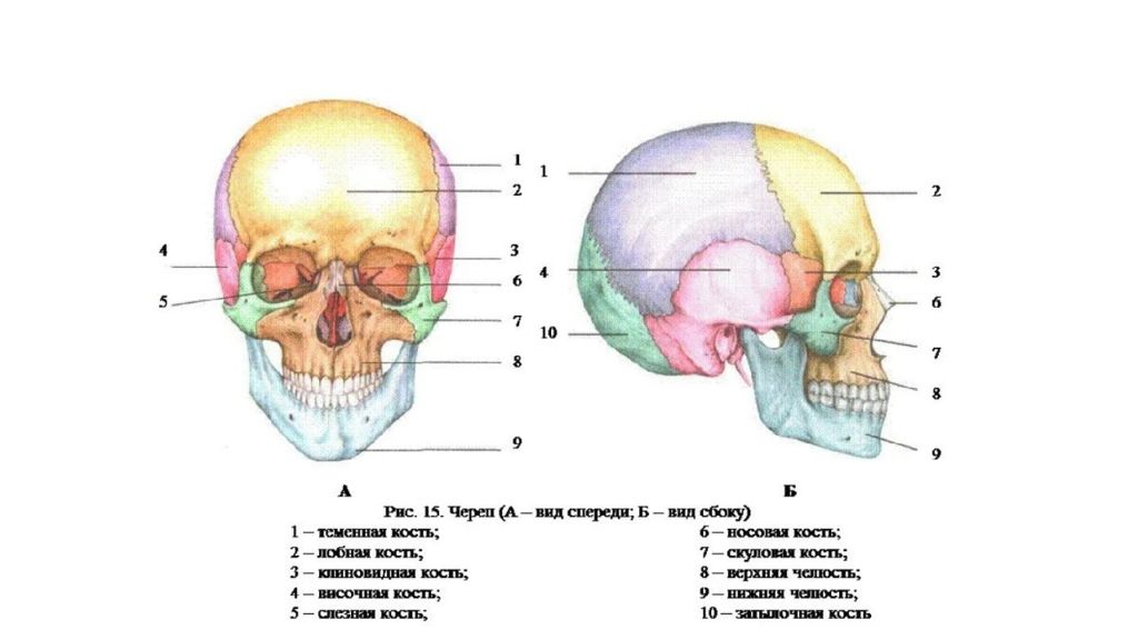 Швы мозгового отдела черепа. Кости лицевого отдела черепа сбоку. Череп строение анатомия швы. Соединение костей мозгового отдела черепа. Тип соединения костей лицевого отдела черепа.