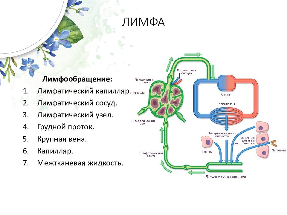 Иммунная и лимфатическая система презентация