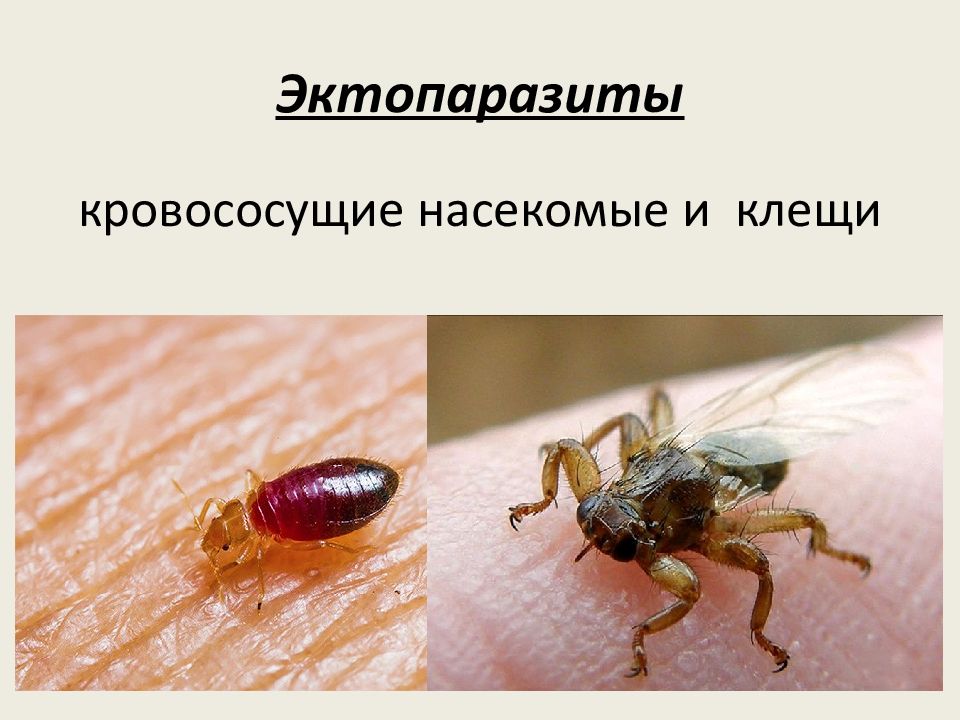 Эктопаразиты это кто. Кровососущие насекомые. Клещи кровососущие насекомые. Временные кровососущие насекомые.