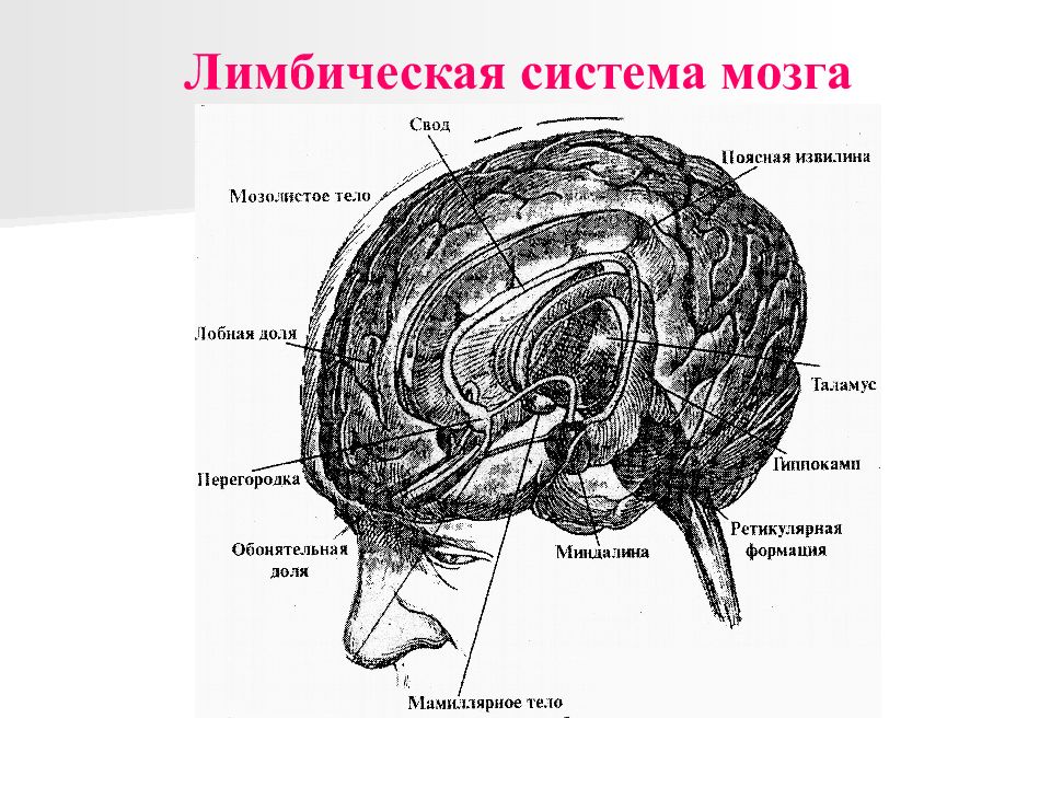 Лимбическая система рисунок