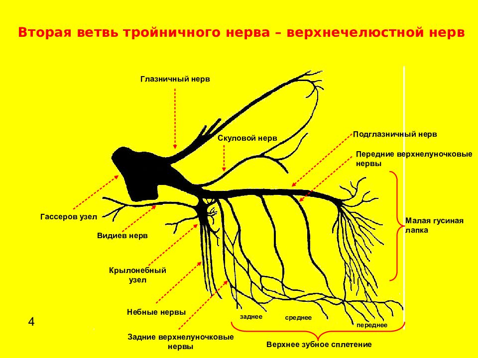 Тройничный нерв ветви схема