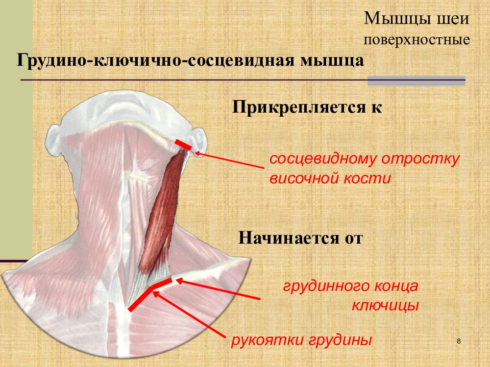 Грудино ключичная мышца. Ключичная головка грудино-ключично-сосцевидной мышцы. Грудино ключично сосцевидная мышца шеи. Грудинноключичносецевидная мышцы шеи. Грудиноключичнососцевидная Мыца.