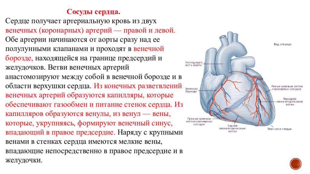 Какие сосуды в левом предсердии. Схема коронарного кровообращения сердца. Кровоснабжение сердца топографическая анатомия. Венечный круг кровообращения сосуды сердца. Коронарные сосуды сердца краткие сведения таблица.