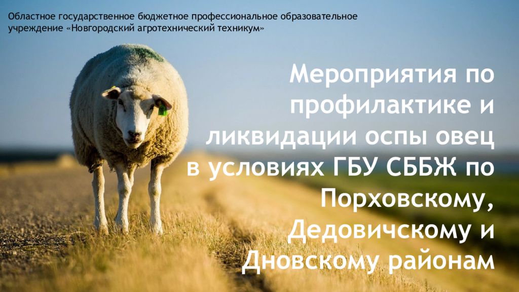 Мероприятия по профилактике и ликвидации оспы овец в условиях ГБУ СББЖ по Порховскому, Дедовичскому и Дновскому районам