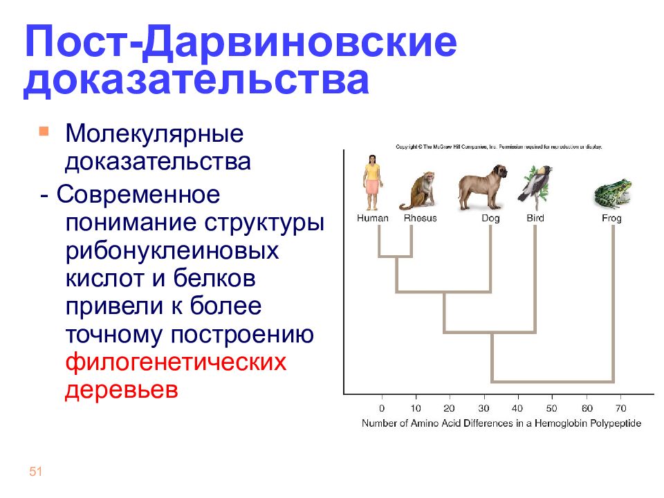 Молекулярные доказательства. Построение филогенетических деревьев. Дарвиновские доказательства. Филогенетические координации. История эволюции белковых структур.