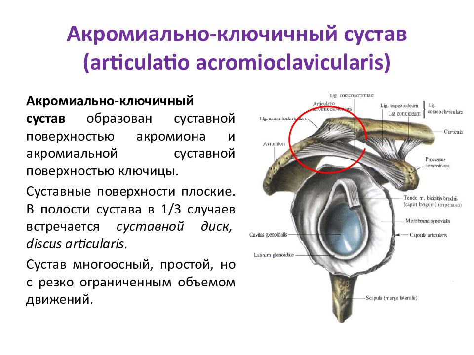 Акромиально ключичное сочленение