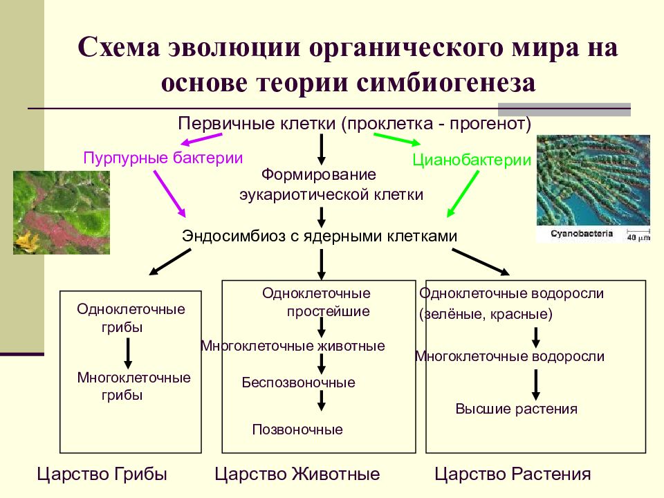 Эволюционный процесс схема. Последовательность появления групп организмов