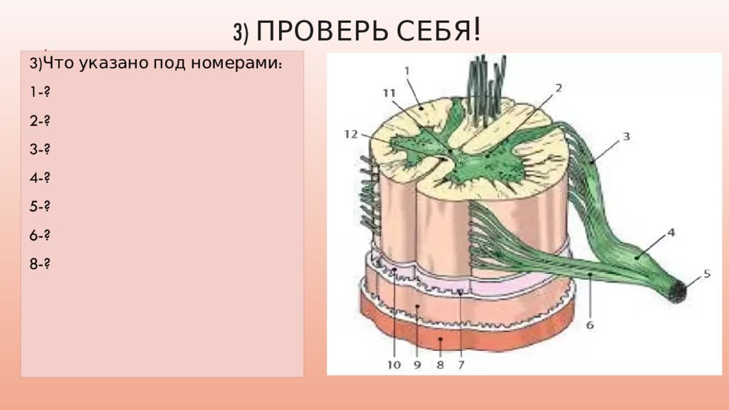 Человек под цифрой 5. Тонкий и толстый пучок в спинной мозг. Для спинномозговых грыж характерно наличие. 3 Класс УМК гармоний спинной мозг. Спинной мозг проверь себя тест.