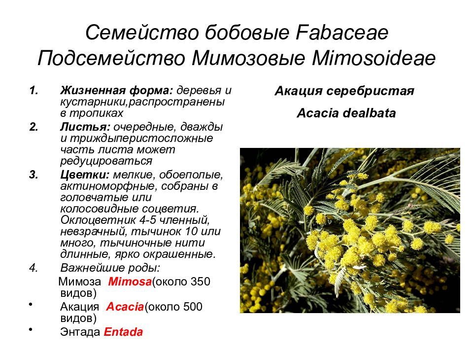 Семейство бобовые проект 6 класс биология