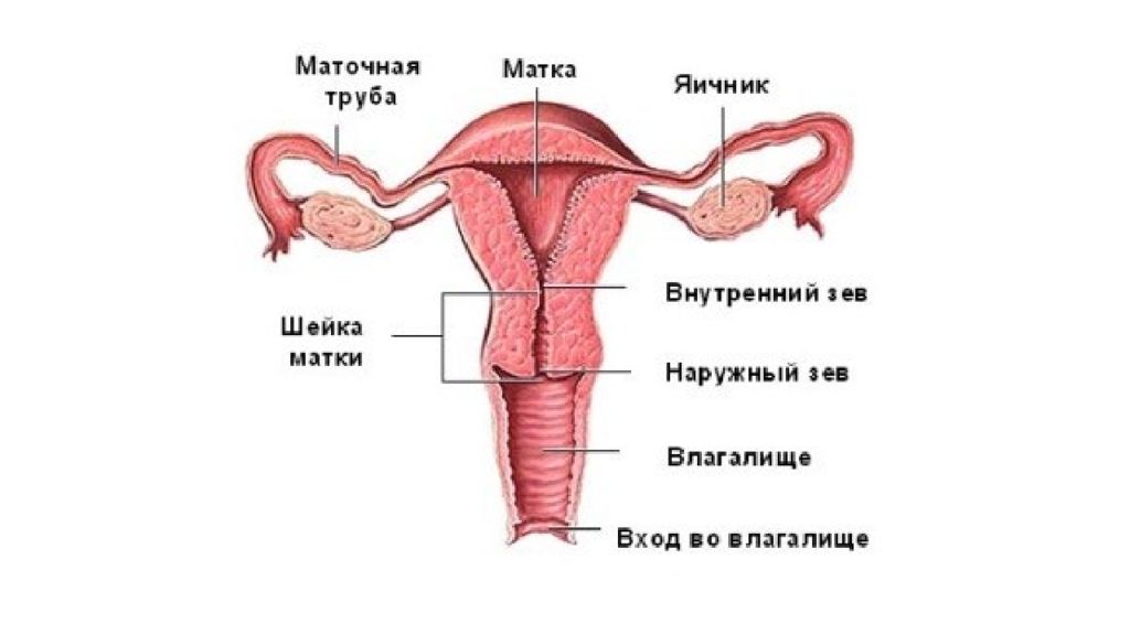 Схема половой системы женщины