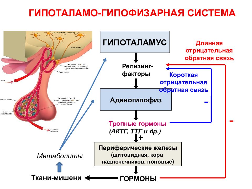 Тканевые гормоны презентация