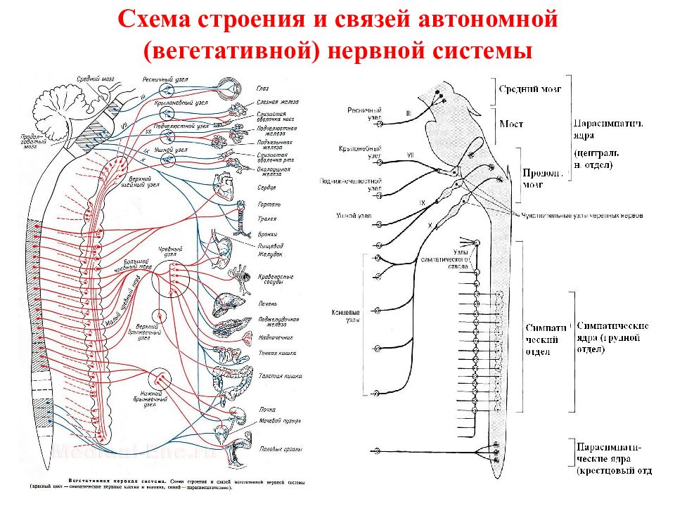 Общий план строения автономной нервной системы