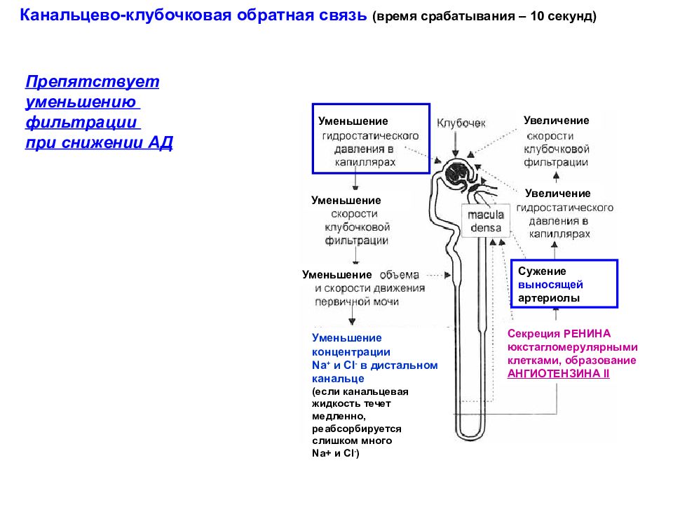 Клубочковая фильтрация. Регуляция клубочковой фильтрации физиология. Регуляция скорости клубочковой фильтрации схема. Механизмы регуляции скорости клубочковой фильтрации. Механизм клубочковой фильтрации схема.