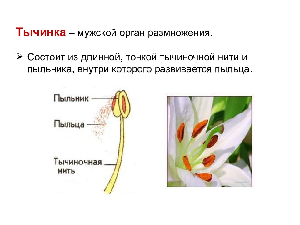 Органами размножения у цветка являются. Строение тычинки цветка. Тычинка состоит из 6 класс биология. Строение тычиночной нити. Строение цветка тычиночная нить.
