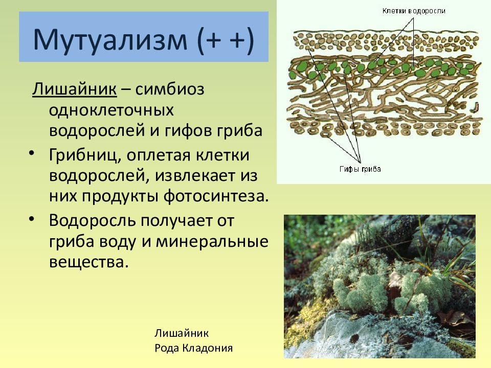 Лишайники комплексные симбиотические организмы 5 класс презентация