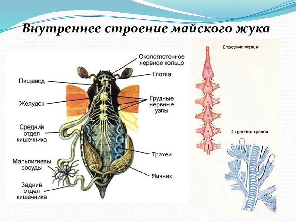 Строение жука схема