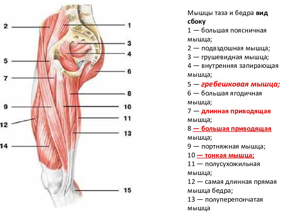 Бедро человека на схеме