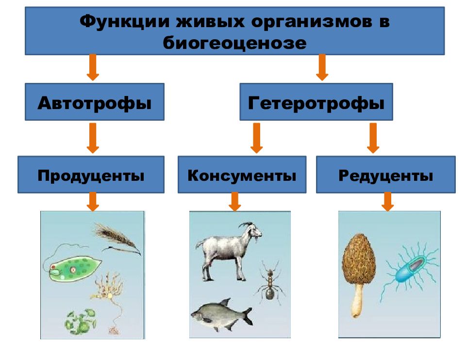 Графическое изображение соотношения между основными функциональными группами организмов в экосистеме