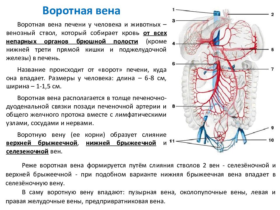 Правая воротная вена. Кровоснабжение печени воротная Вена. Воротная и нижняя полая Вена анатомия. Воротная Вена синтопия. Характеристика системы воротной вены.