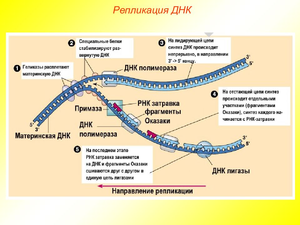 3 этапа репликации. Этапы репликации молекулы ДНК. Опишите основные этапы репликации ДНК. Образование затравки для репликации цепей ДНК. Процесс репликации дезоксирибонуклеиновой кислоты.