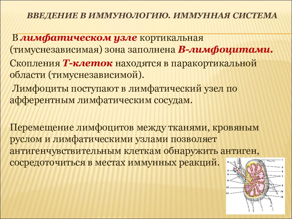 Введение система. Введение в иммунологию. Лимфатические узлы иммунология. Иммунология в система. Функции лимфатических узлов иммунология.