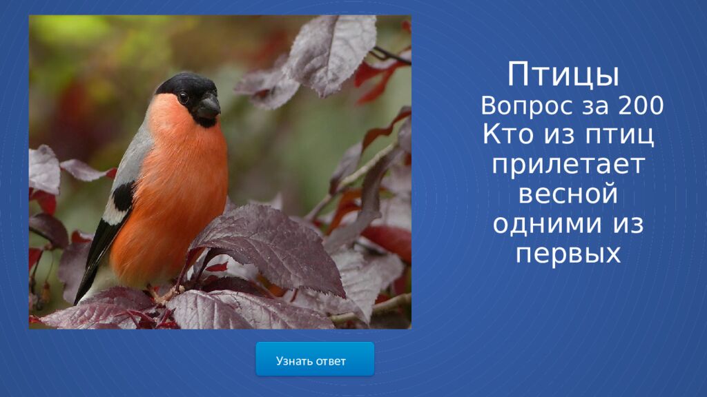Птицы Вопрос за 200 Кто из птиц прилетает весной одними из первых