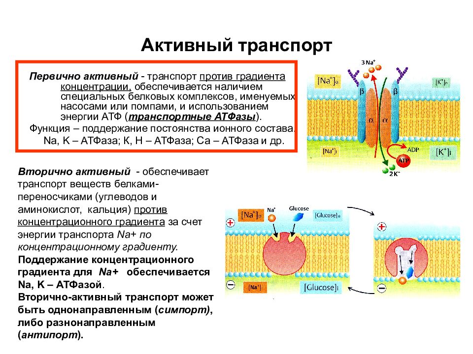 Биофизика клетки презентация