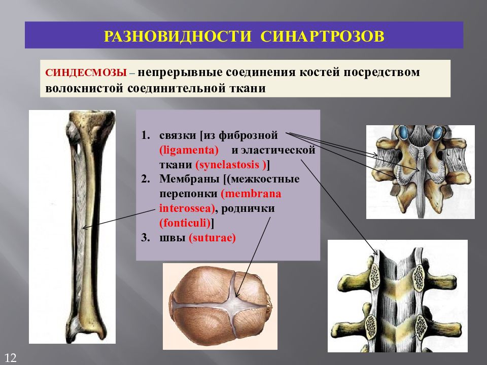 Около кости. Симфиз синдесмоз. Синартроз синдесмоз. Синдесмозы и диартрозы. Синдесмоз и синостоз.