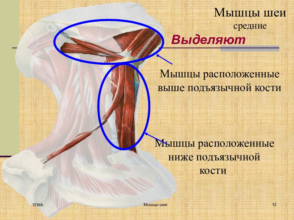 Мышцы расположенные ниже подъязычной кости