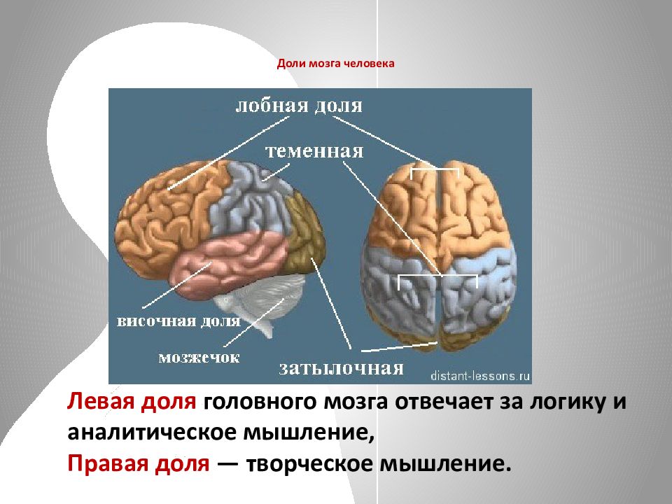 Отдел мозга мышление