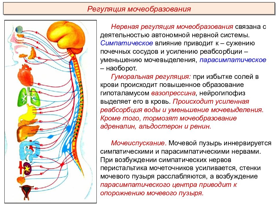 Презентация выделительная система пименов